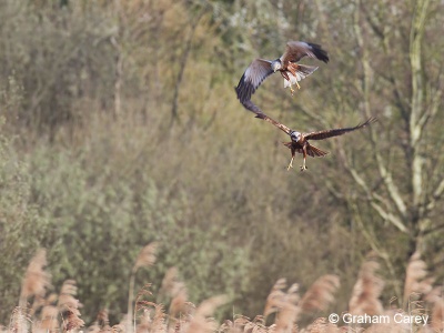 Marsh Harrier (Circus Aeruginosus) Graham Carey